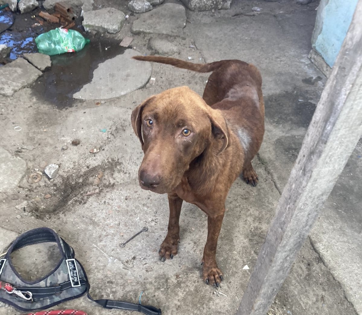 Homem é preso em Rio Grande por maus tratos a animais