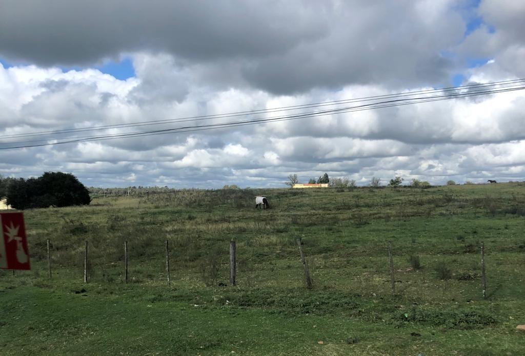 Semana será de frio e geada no Rio Grande do Sul