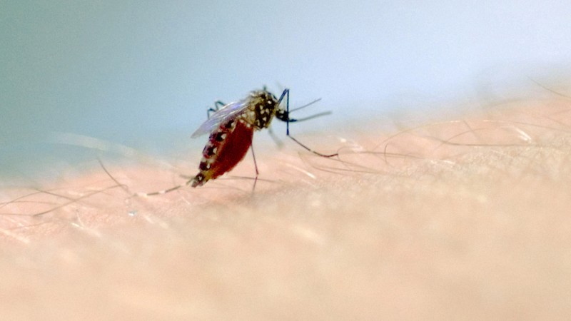 Mulher de 29 anos morre por dengue no RS; o Estado chega a 46 óbitos pela doença em 2023