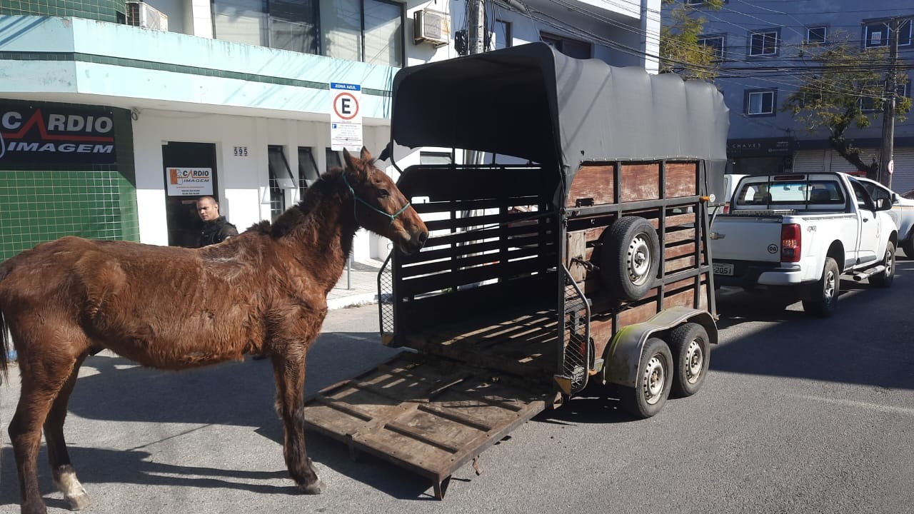 Cavalo que sofria maus-tratos é apreendido no Centro de Rio Grande