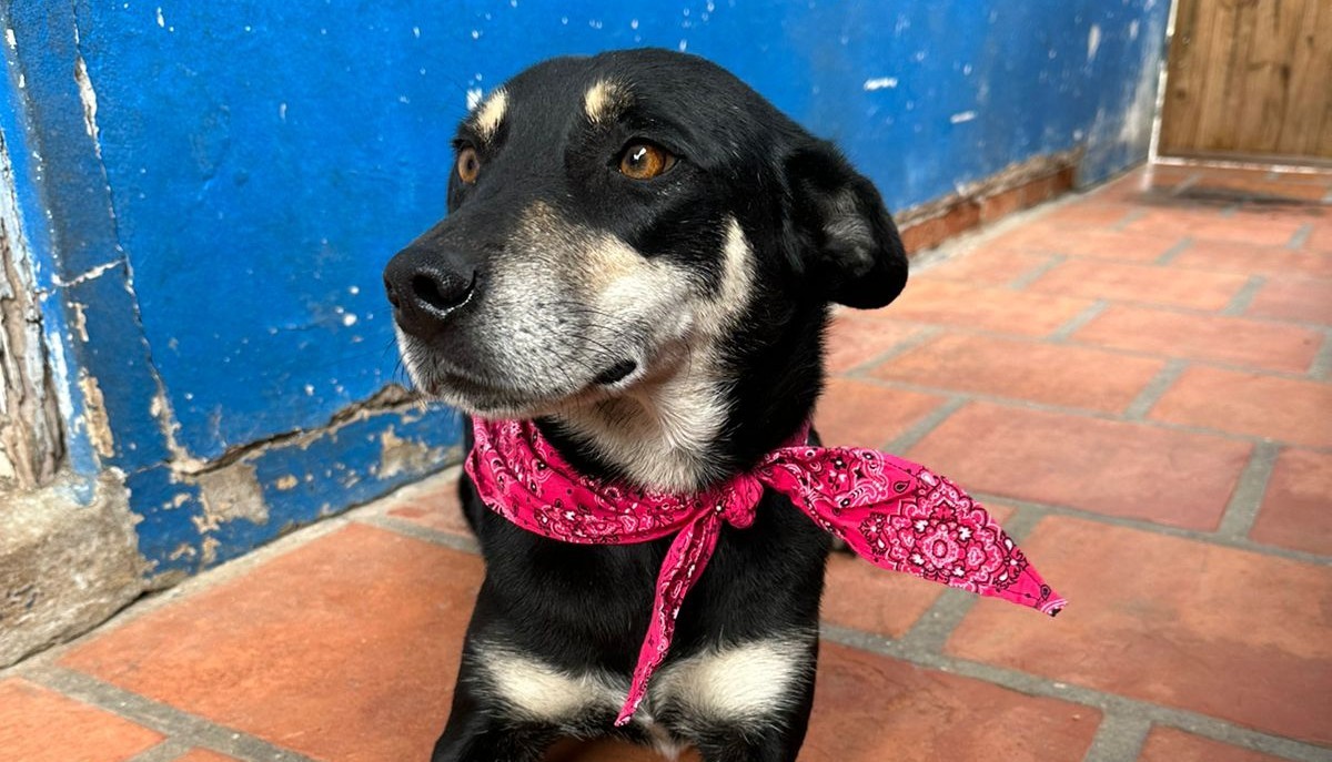 Secretaria da Causa Animal abre cadastro para voluntários