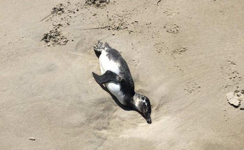 Pinguins de Magalhães são encontrados mortos na orla da Praia do Cassino durante migração anual