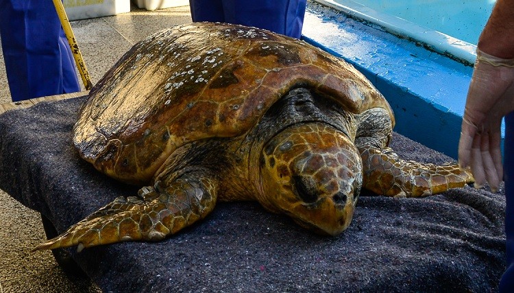 Cram-Furg realiza soltura de tartaruga-cabeçuda