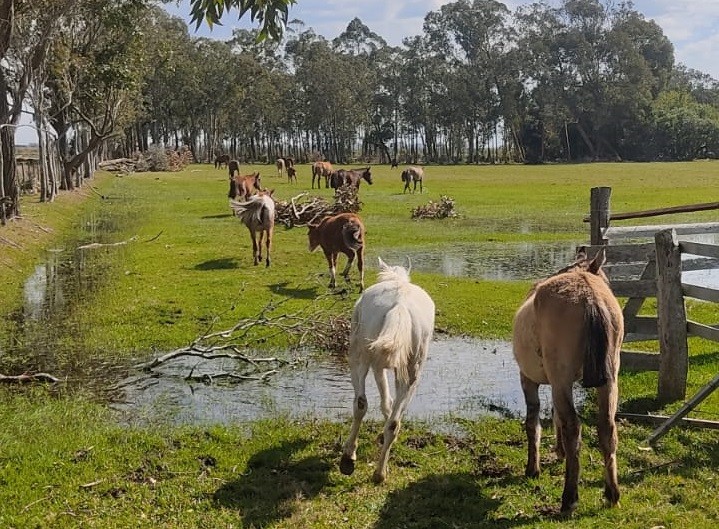 Fazenda se torna novo lar de cavalos recolhidos em Rio Grande