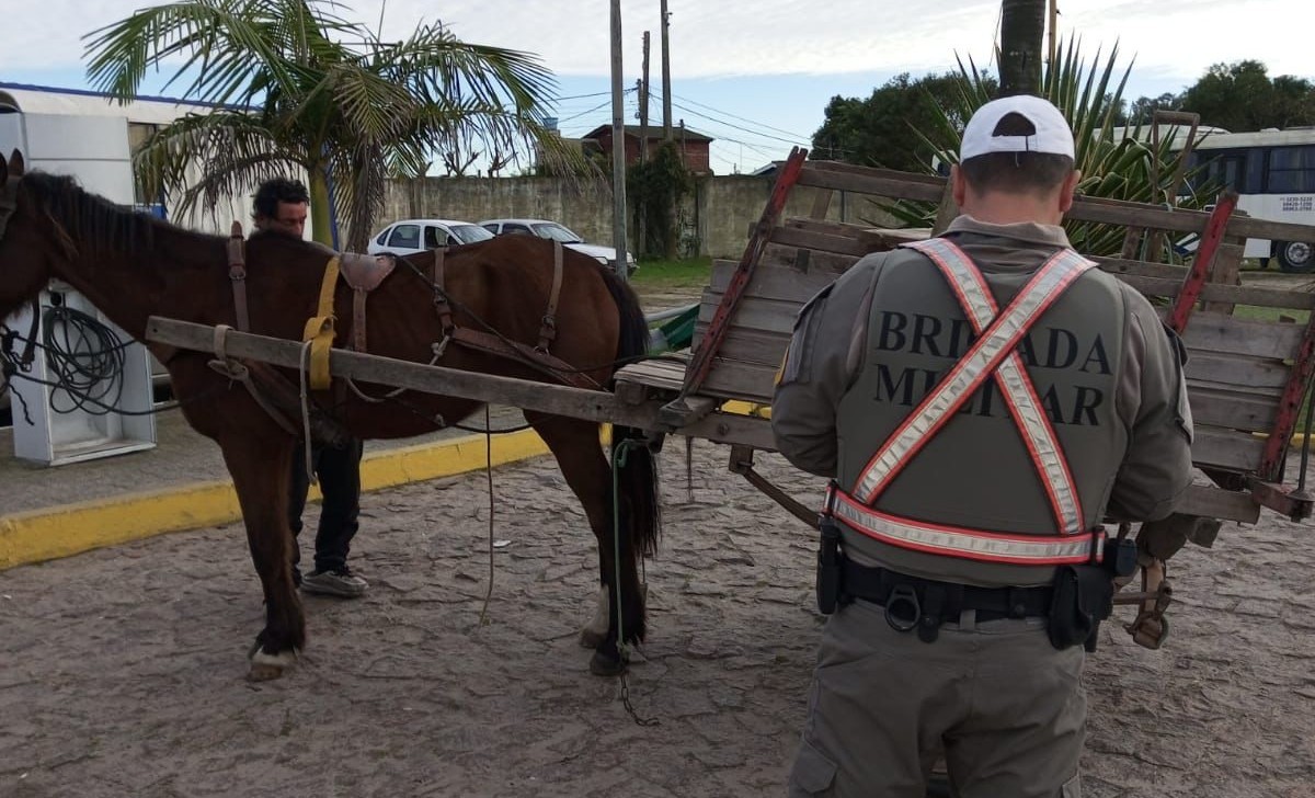 Cavalo em situação de maus tratos é resgatado na ERS-734
