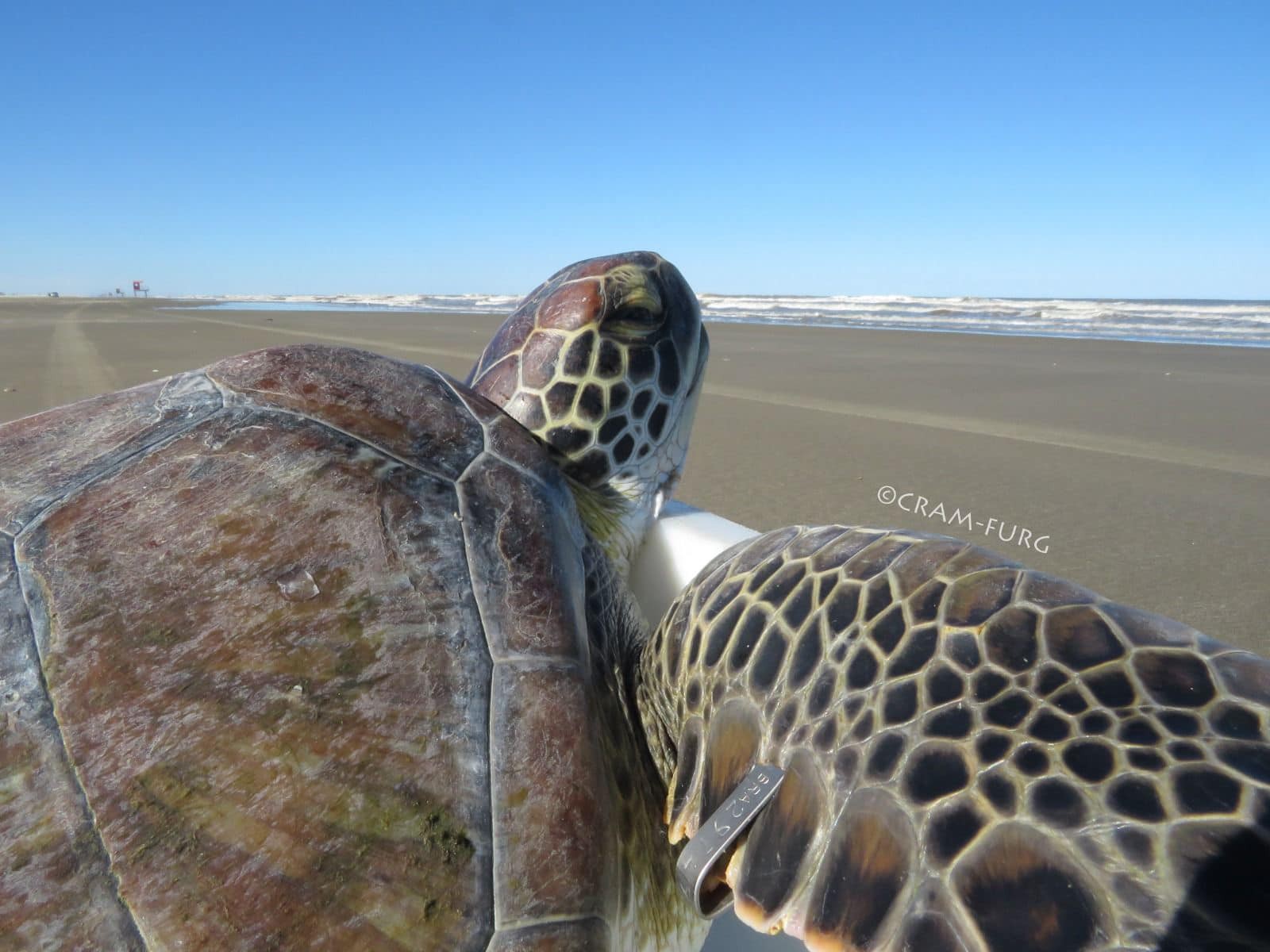 Tartaruga-verde capturada acidentalmente retorna ao mar após tratamento no Cram