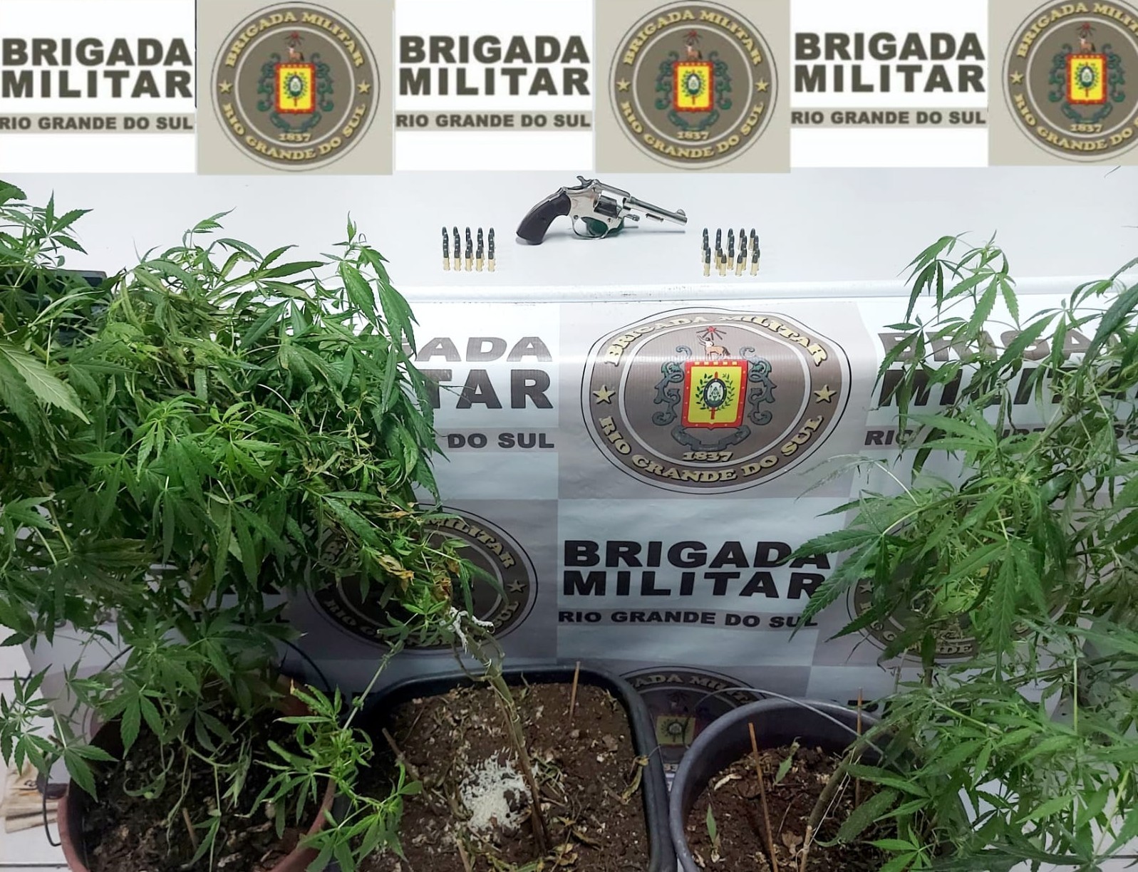 BM prende homem e apreende pé de maconha no Parque Marinha
