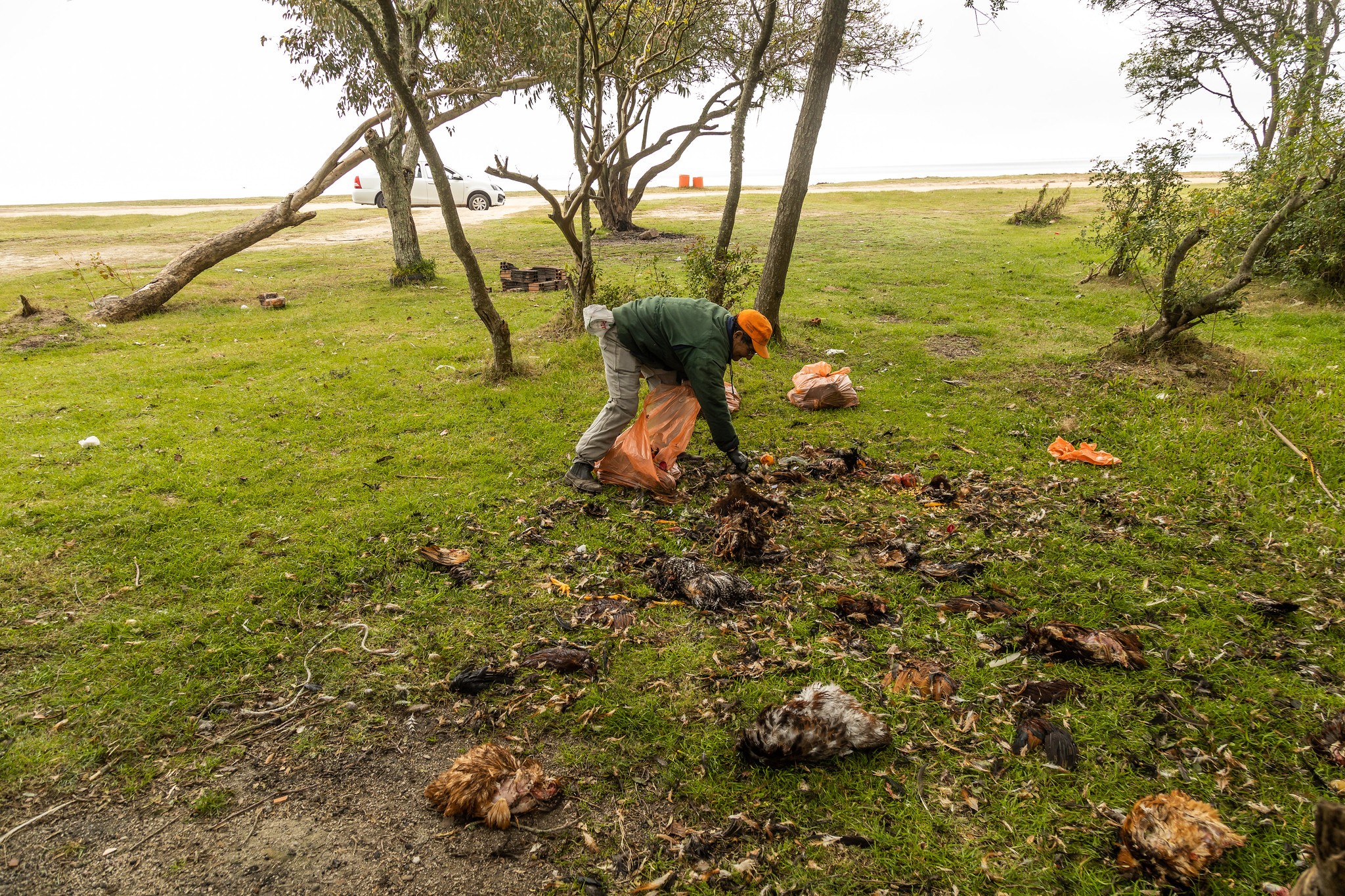 Prefeitura de Pelotas combate descarte de restos de animais em locais públicos