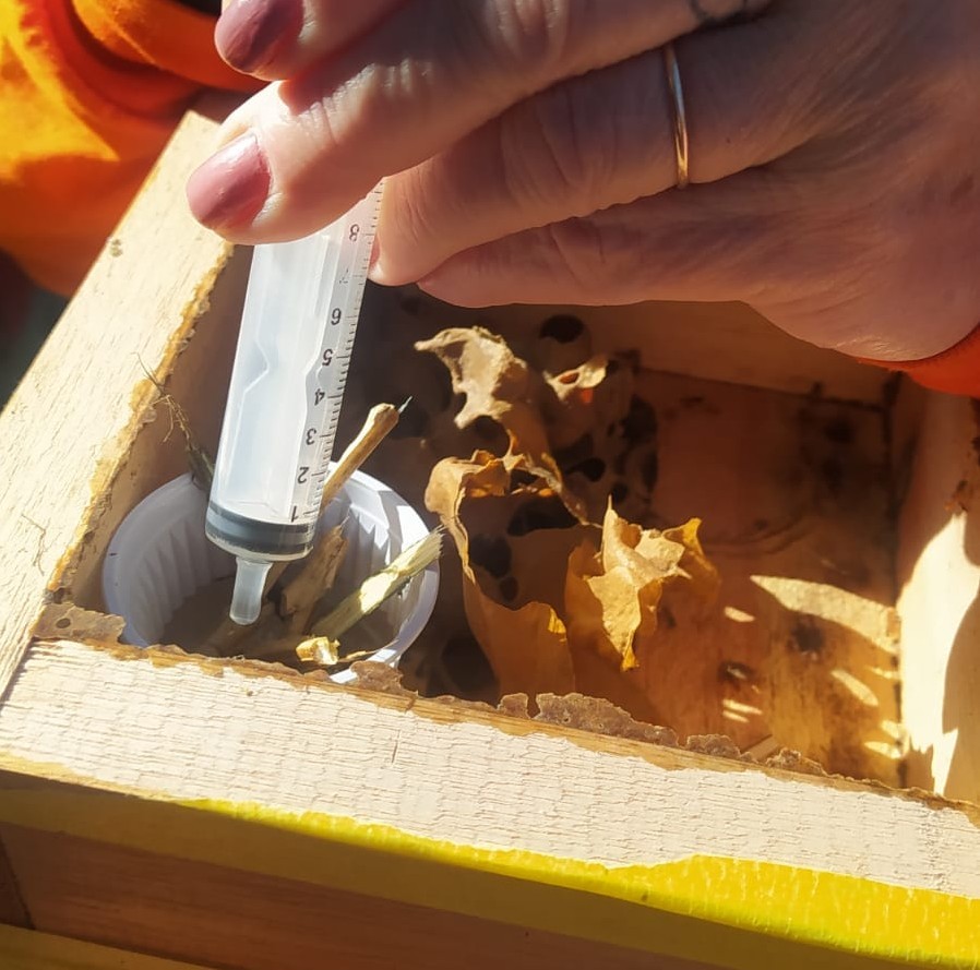 Projeto Polinizando o Pampa monitora colmeias após ciclone