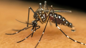 RS registra quarta morte por dengue no ano de 2024