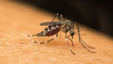 SES confirma a quinta morte por dengue no RS