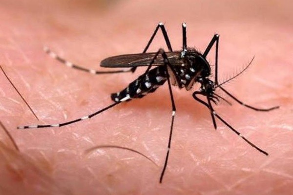 Com alta da dengue, Vigilância Epidemiológica destaca como evitar a doença