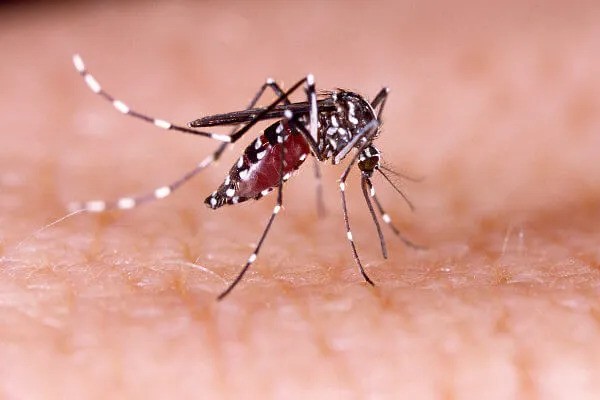 Rio Grande registra aumento no número de casos de dengue