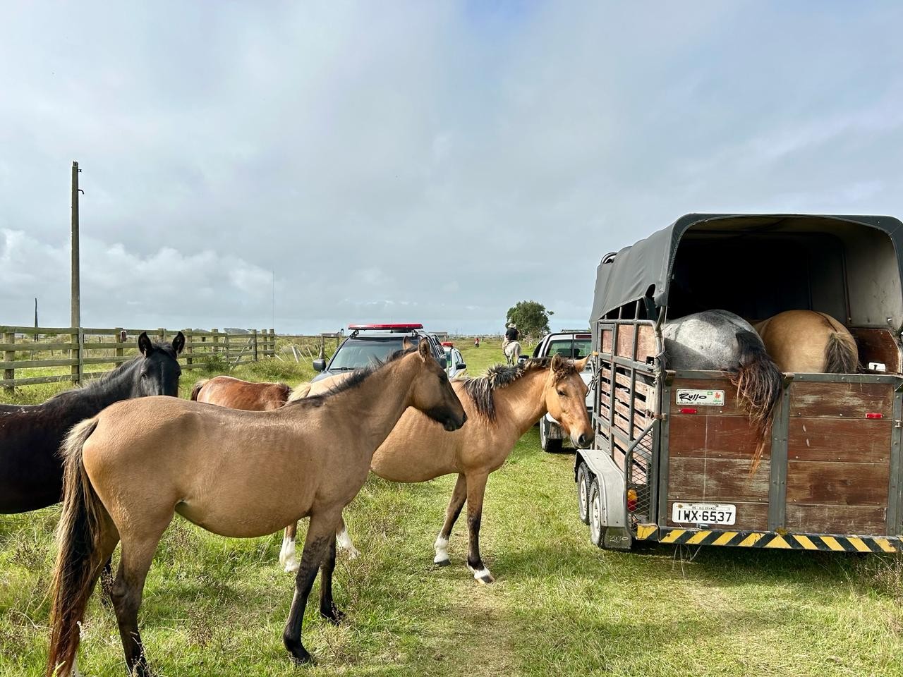 Polícia Civil recupera cavalos que haviam sido roubados no Cassino