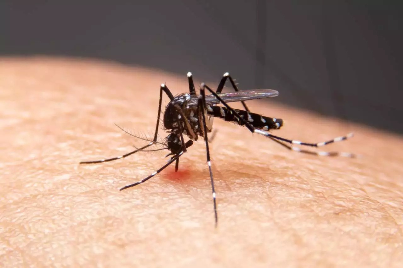 RS chega a 60 mortes por dengue em 2024
