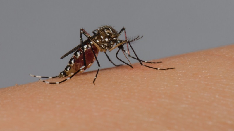 Mais de 70% das mortes por dengue no RS são de vítimas com 60 anos ou mais