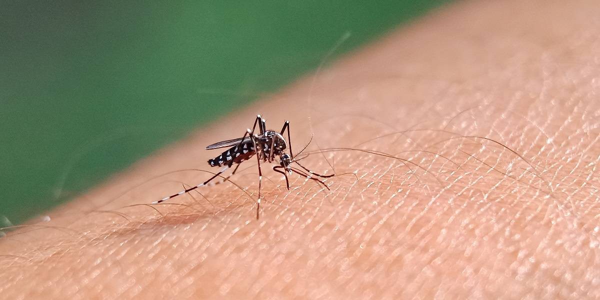 Dengue: Rio Grande registrou dois novos casos da doença nesta semana