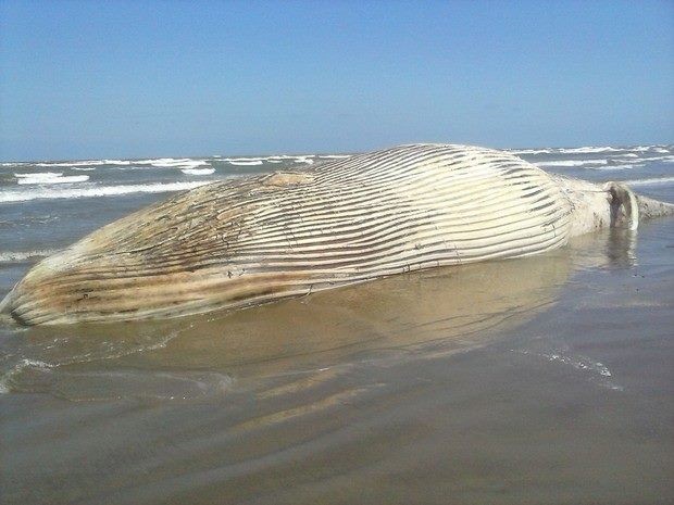 Baleia morta chama a atenção na Praia do Mar Grosso
