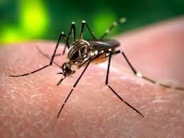 Exames de Zika serão obrigatórios para planos de saúde a partir desta semana
