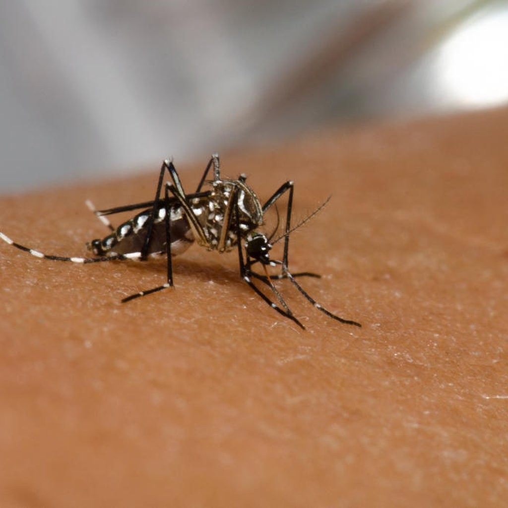RS tem aumento de quase 250% no número de mortes por dengue em relação à todo 2021