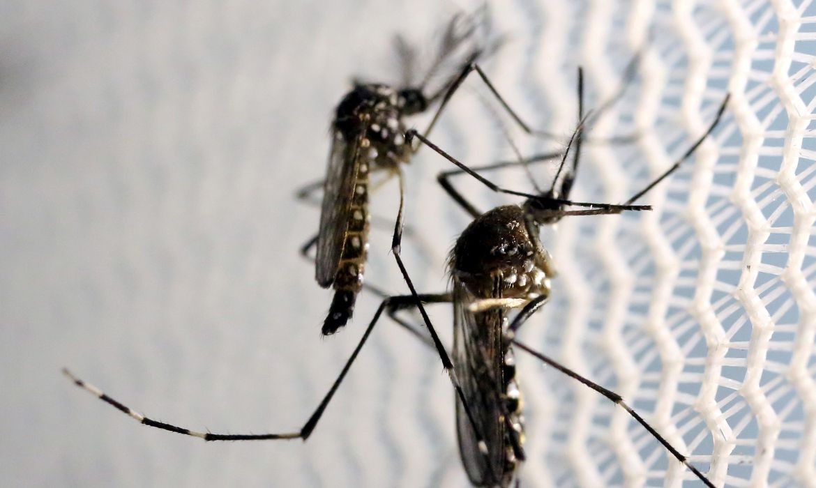 Casos de dengue sobem 40% nas últimas semanas no Brasil