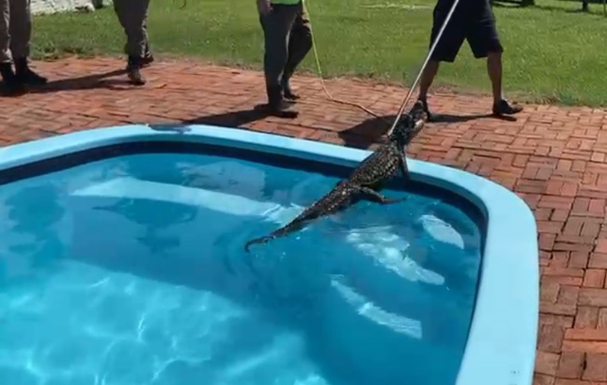 Jacaré na piscina