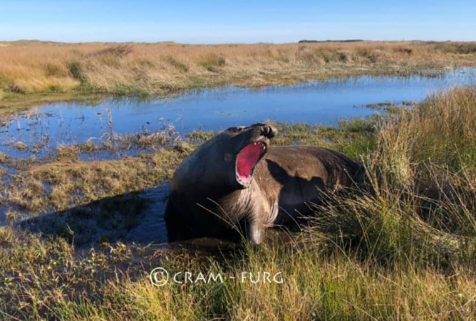 elefante marinho 1 a