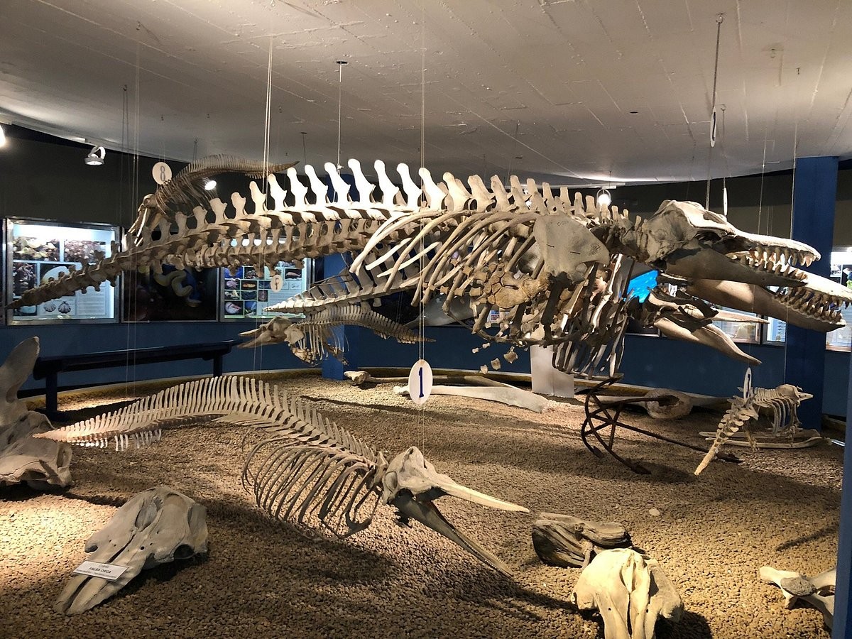 museu5