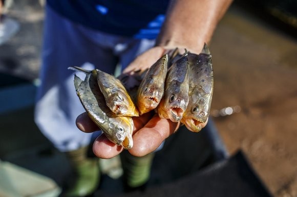 piranha
