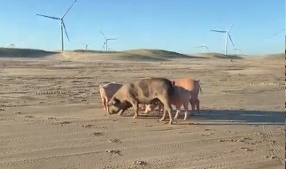 Reprodução/Frame de vídeo/Maisa Gurgel