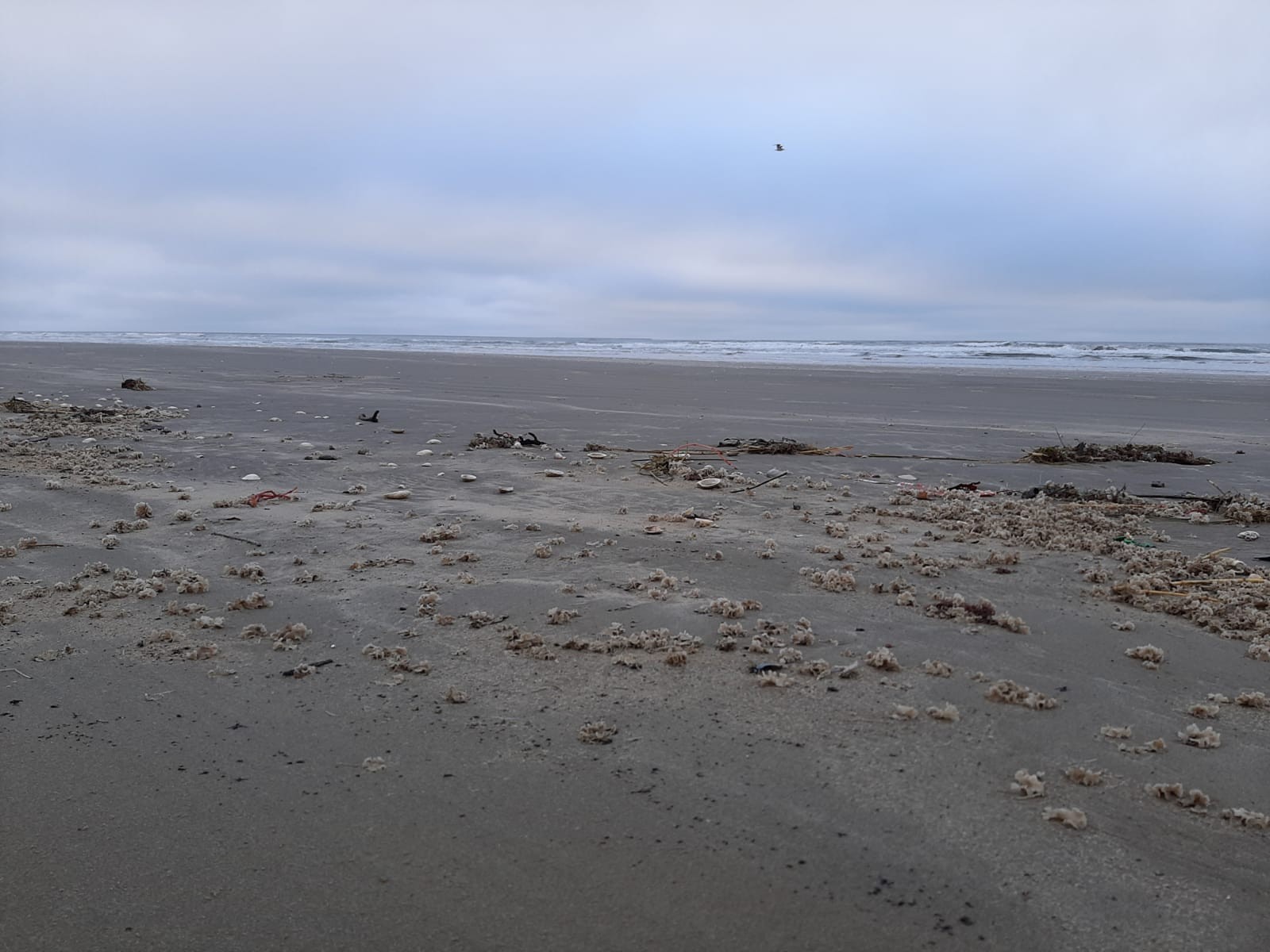 Briozoários Praia do Cassino 7-6-2022 (2)