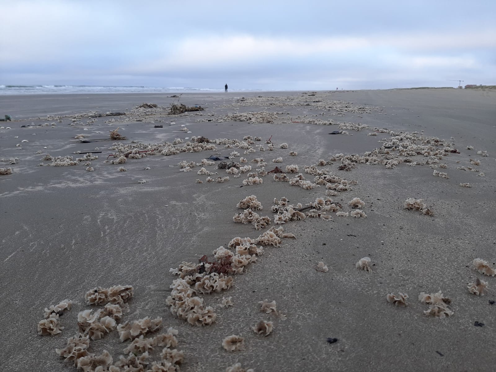 Briozoários Praia do Cassino 7-6-2022 (3)