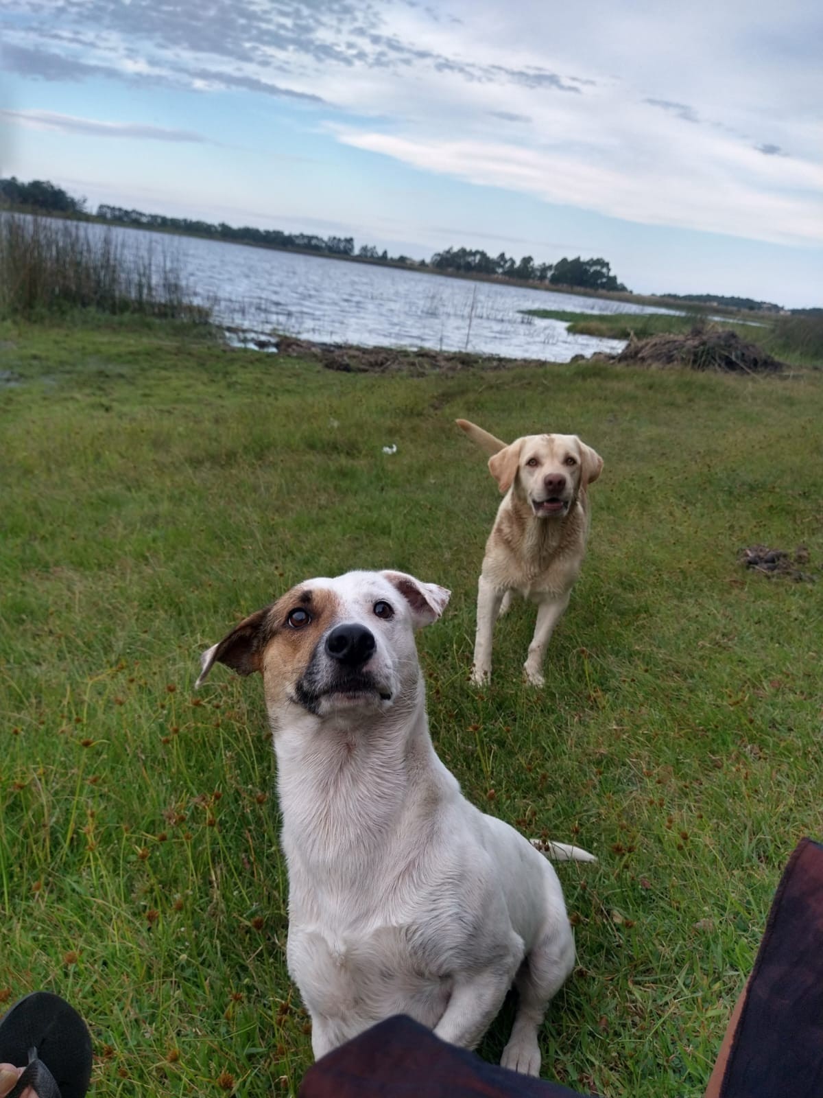 Dia Mundial dos Animais (1)