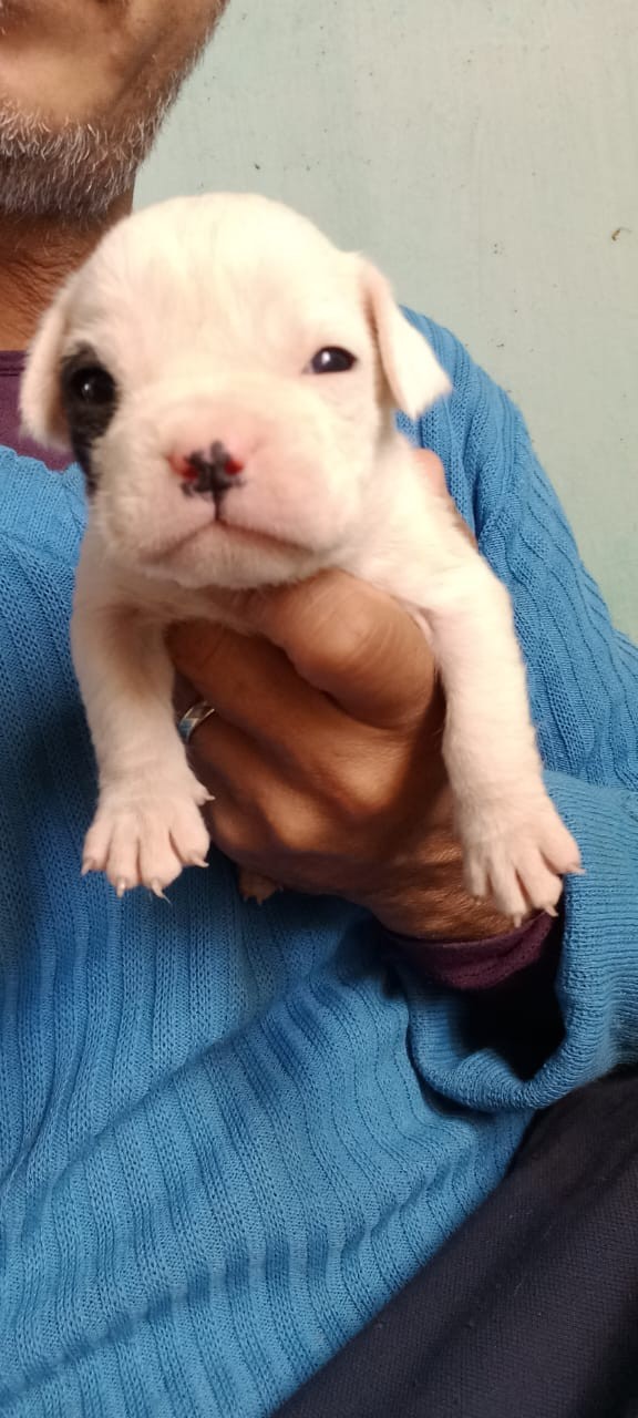 Dia Mundial dos Animais (2)