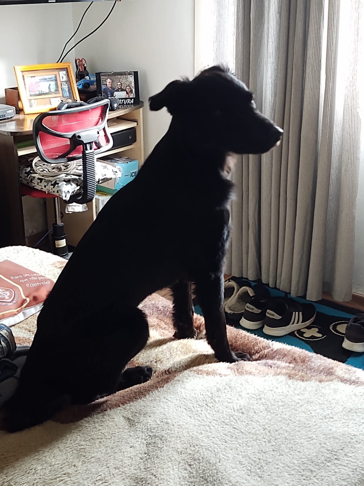 Dia Mundial dos Animais (7)