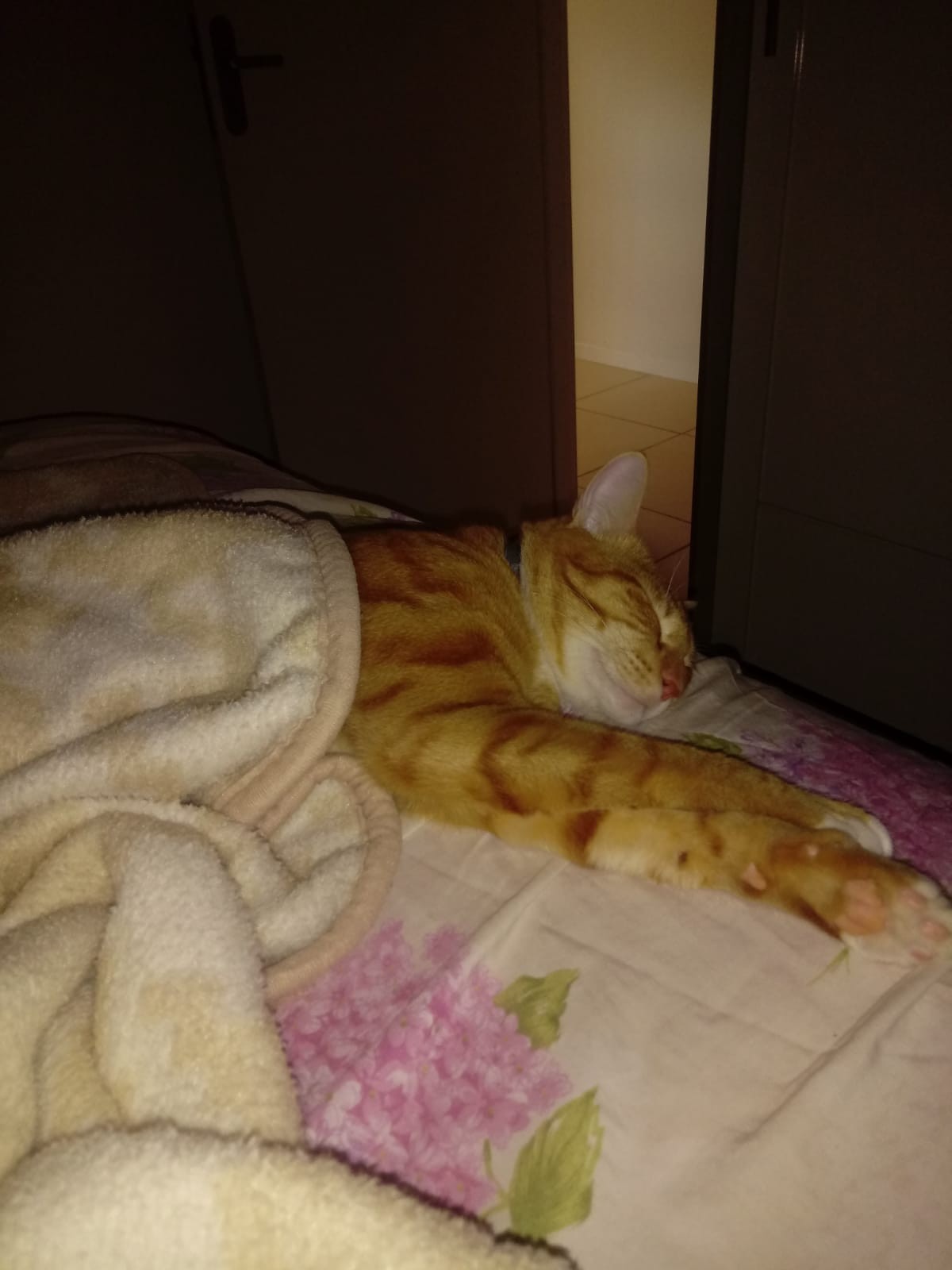 Dia Mundial dos Animais (11)