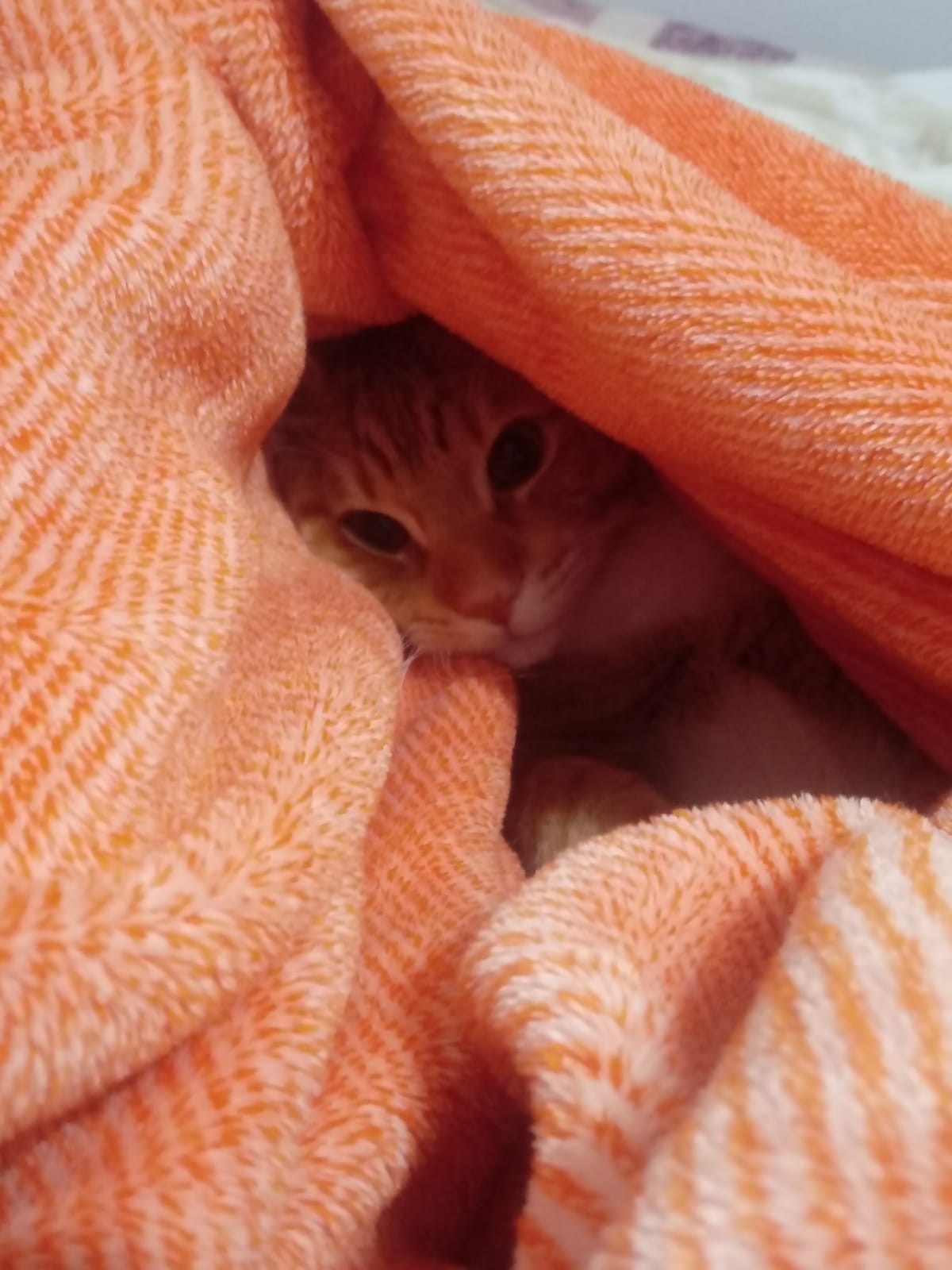 Dia Mundial dos Animais (12)