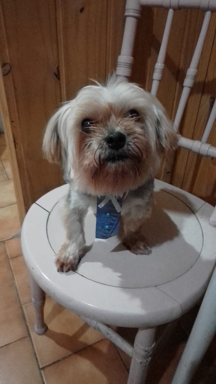 Dia Mundial dos Animais (13)