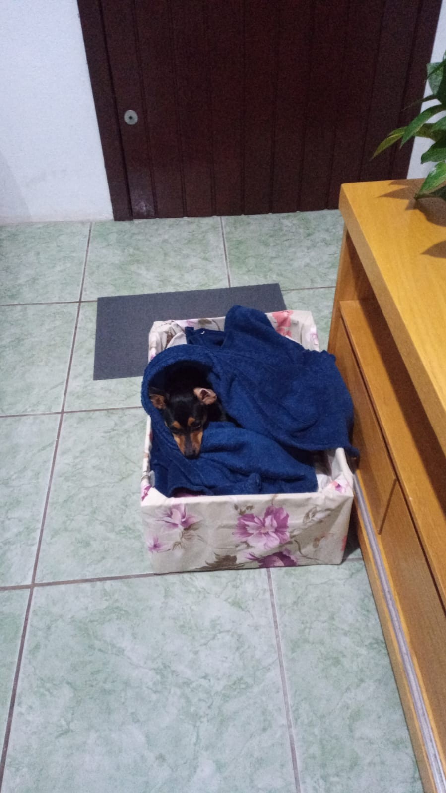 Dia Mundial dos Animais (14)