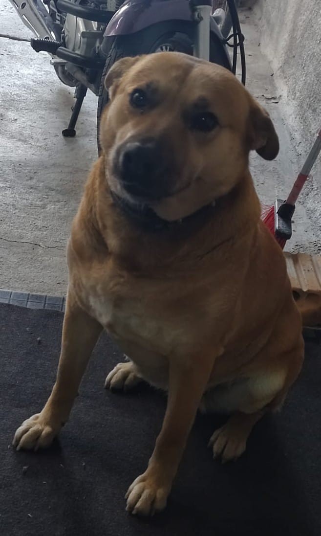 Dia Mundial dos Animais (16)