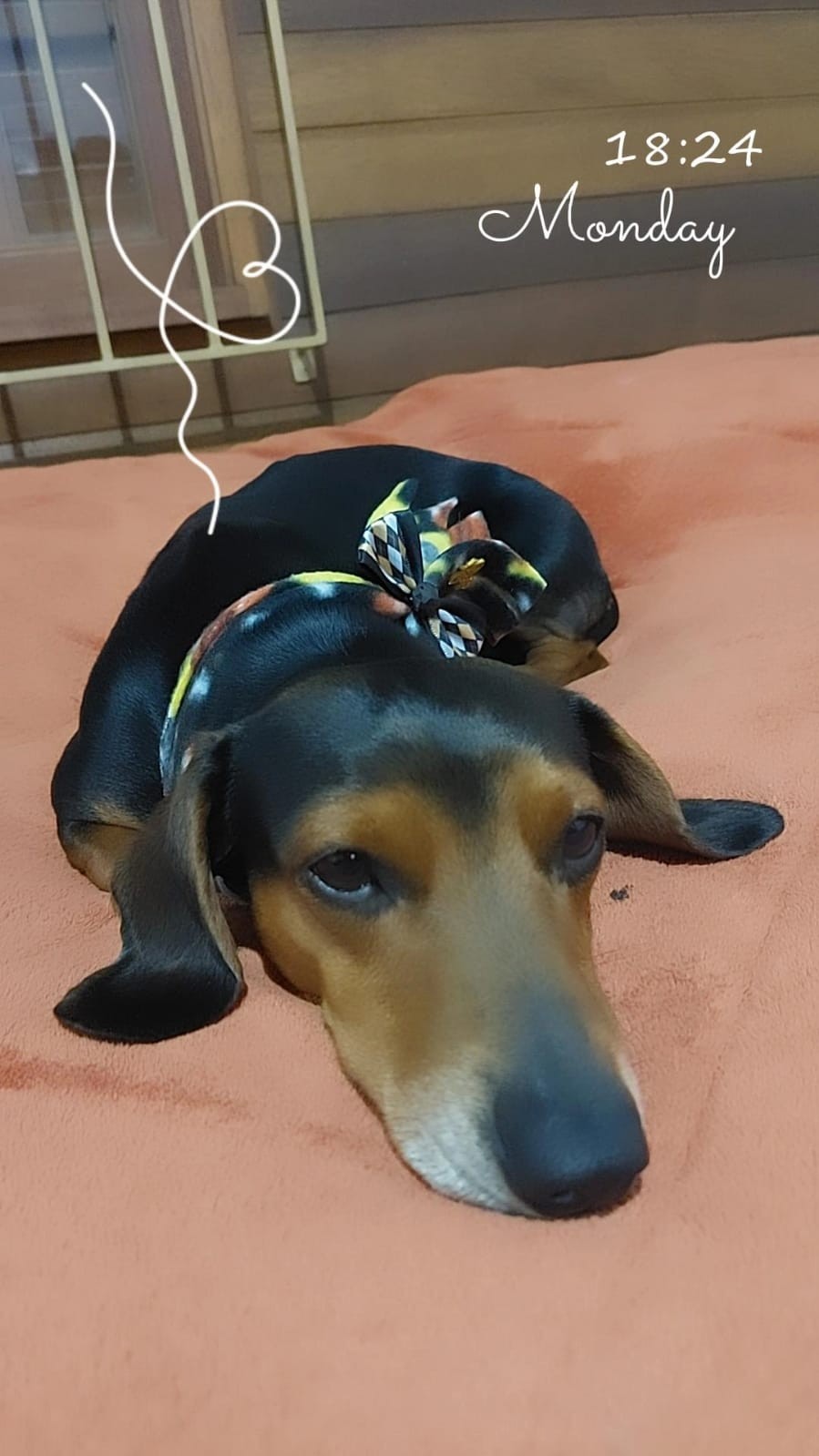 Dia Mundial dos Animais (17)