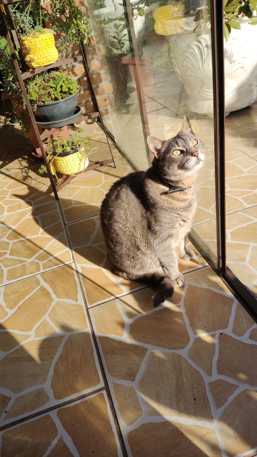 Dia Mundial dos Animais (18)