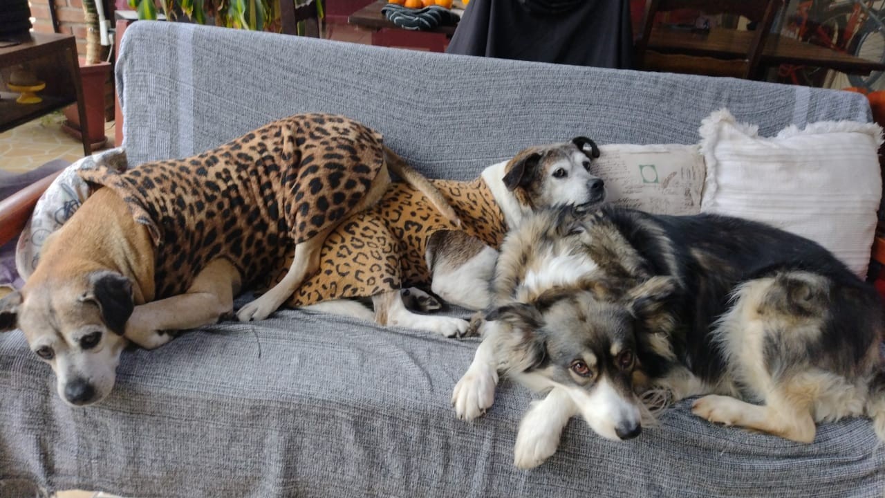 Dia Mundial dos Animais (19)