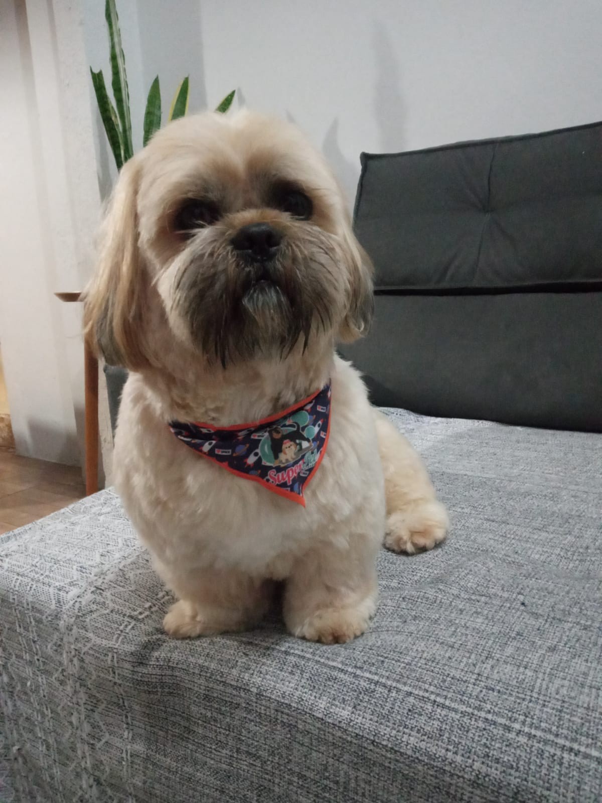 Dia Mundial dos Animais (20)