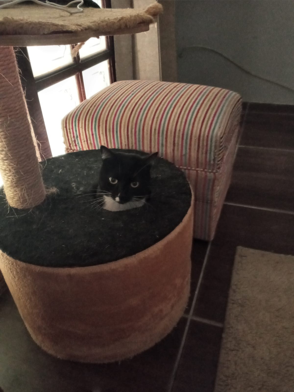 Dia Mundial dos Animais (21)