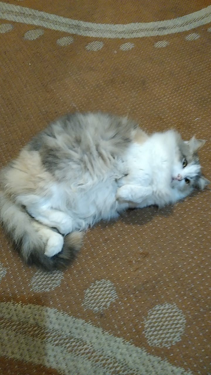Dia Mundial dos Animais (22)