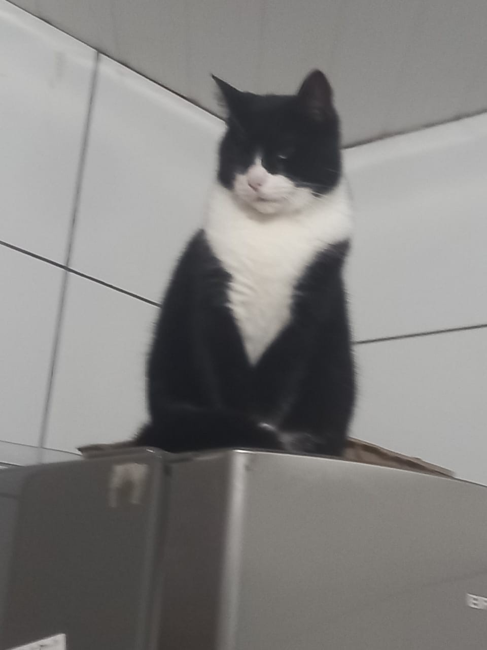 Dia Mundial dos Animais (25)