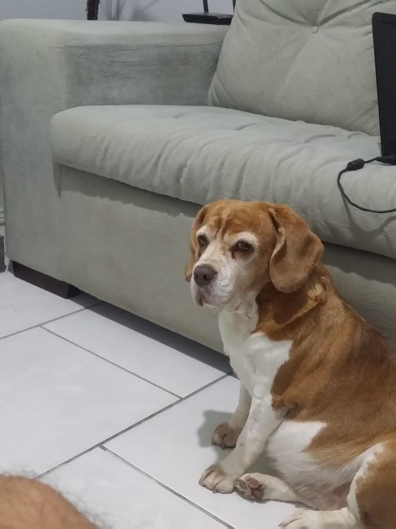 Dia Mundial dos Animais (26)