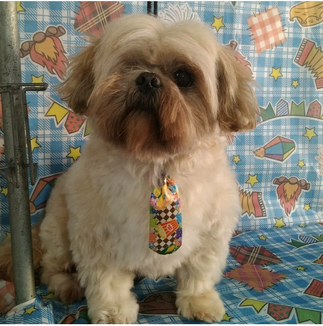 Dia Mundial dos Animais (28)