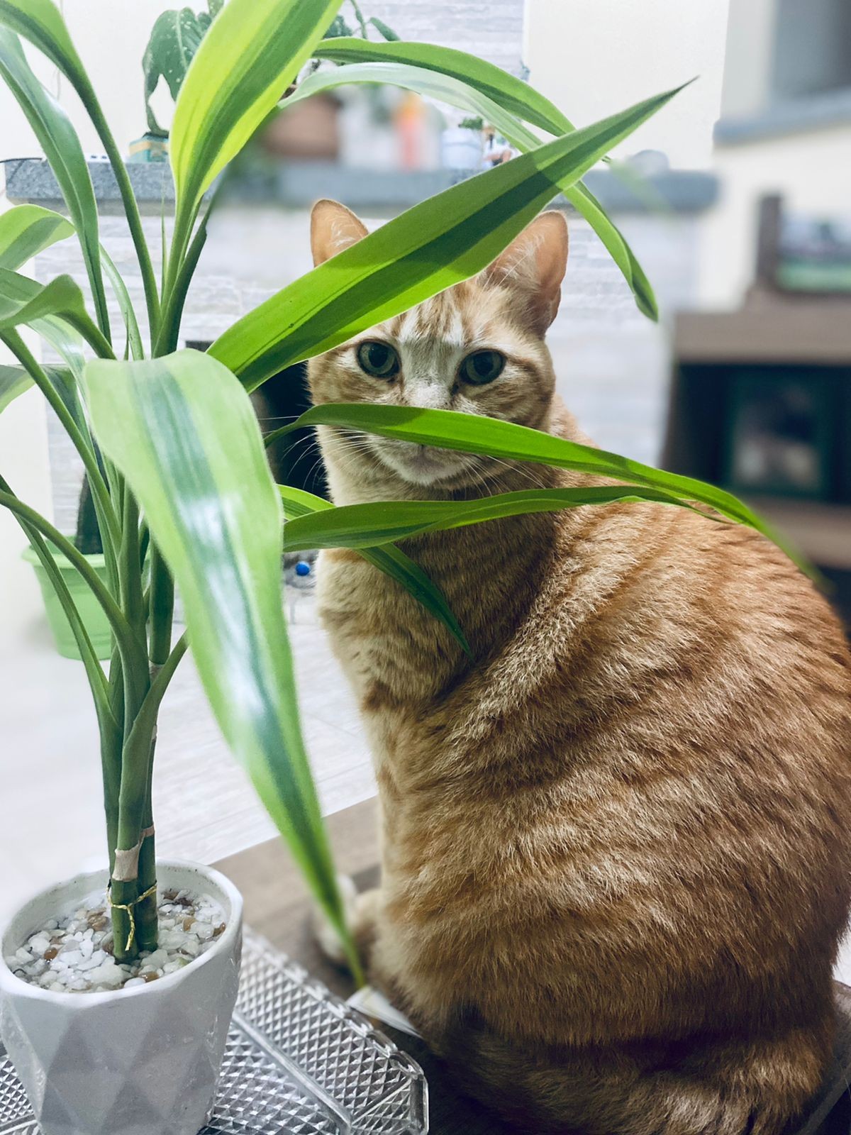 Dia Mundial dos Animais (29)